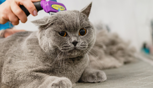 Best Hair Removal Tools for Pet Owners: Brushes, Rollers & Gloves Compared.