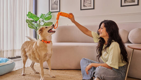 Pet-Friendly Home Essentials: From Hair Removers to Odor Control.